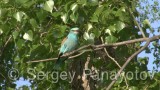 Video of European Roller - European Roller in nest period